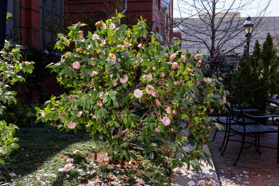 Camellia 'Nuccio's parel' roze en wit