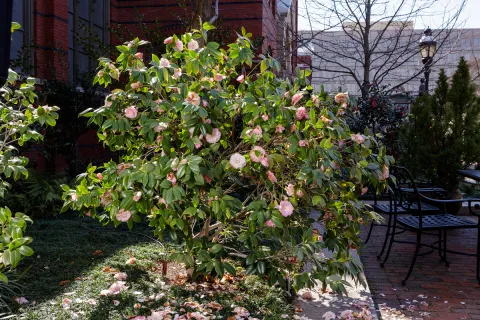Camellia 'Nuccio's pearl' pink and white