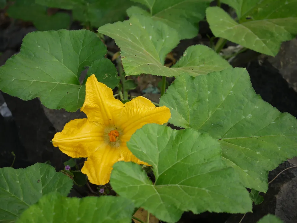 Yellow flower Cucurbita moschata