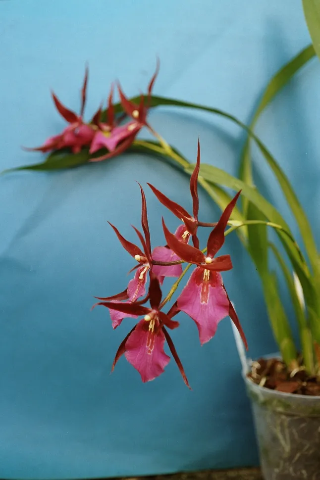 Orchidea dai petali lunghi e sottili Miltonia