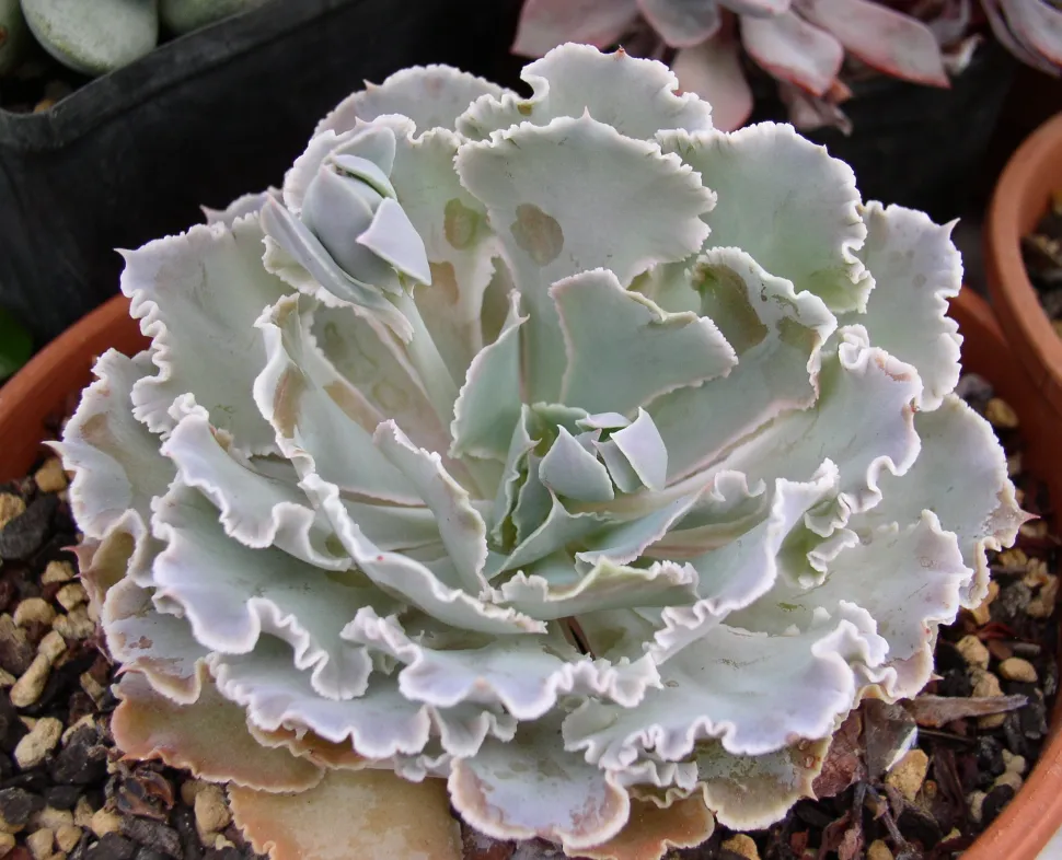 Echeveria shaviana i en potte