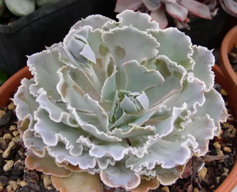 Echeveria shaviana in vaso