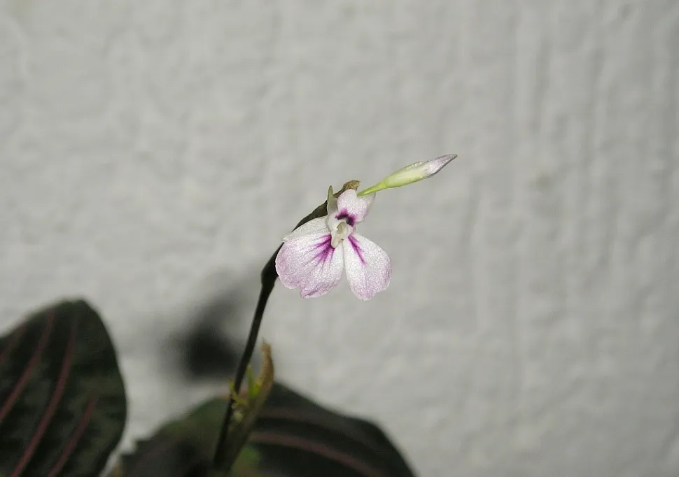 Blumen von Maranta Tricolor