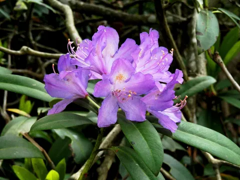 Violet flower Rhododendron ponticum