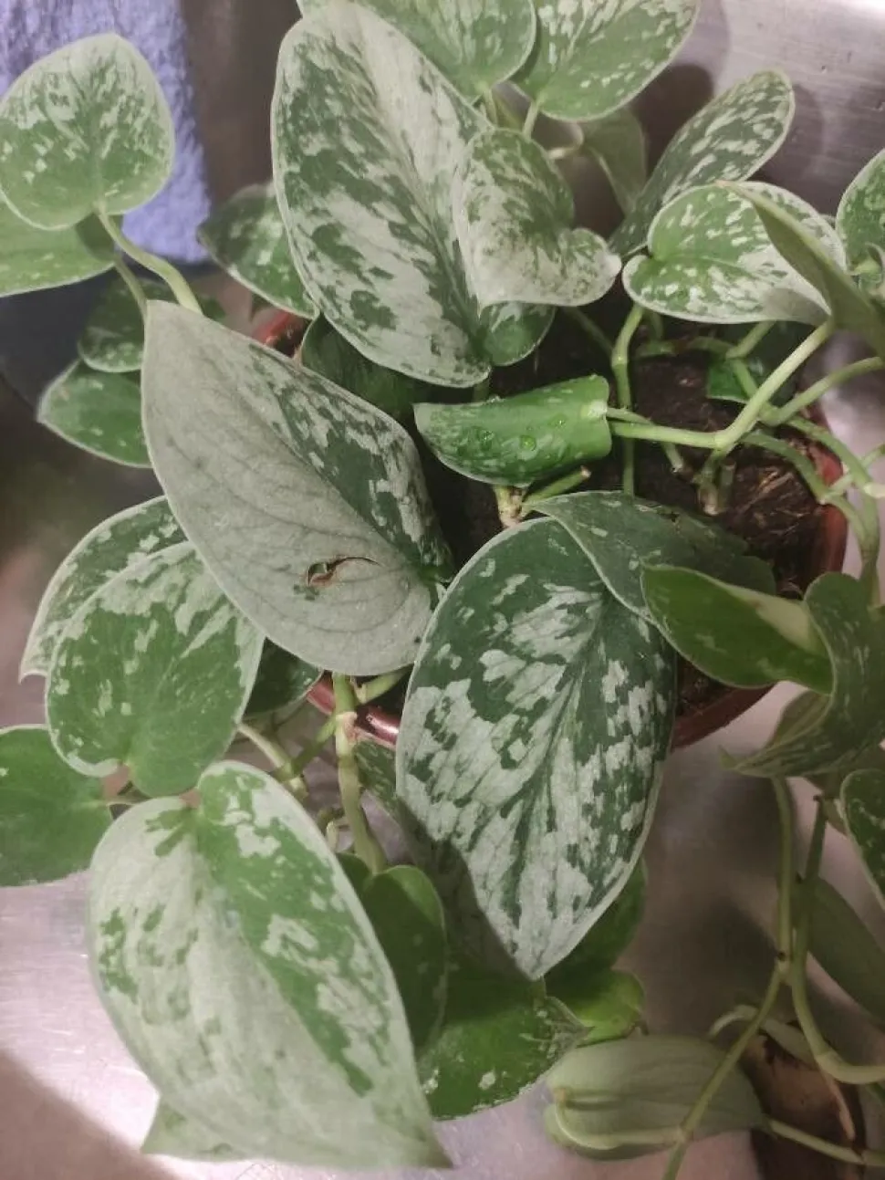 Scindapsus 'Silvery Ann' in pot