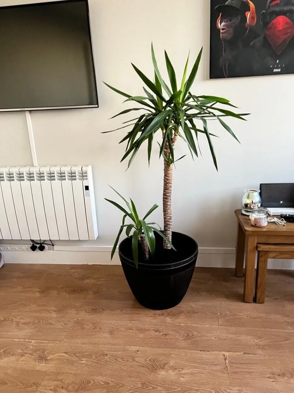 Aloe Yucca en maceta