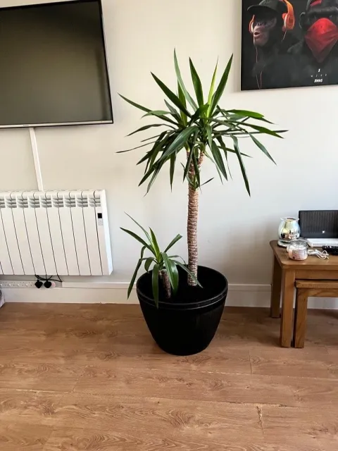 Aloeblättrige Yucca im Topf