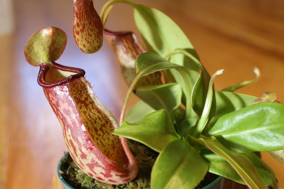 Urner af Nepenthes gaya