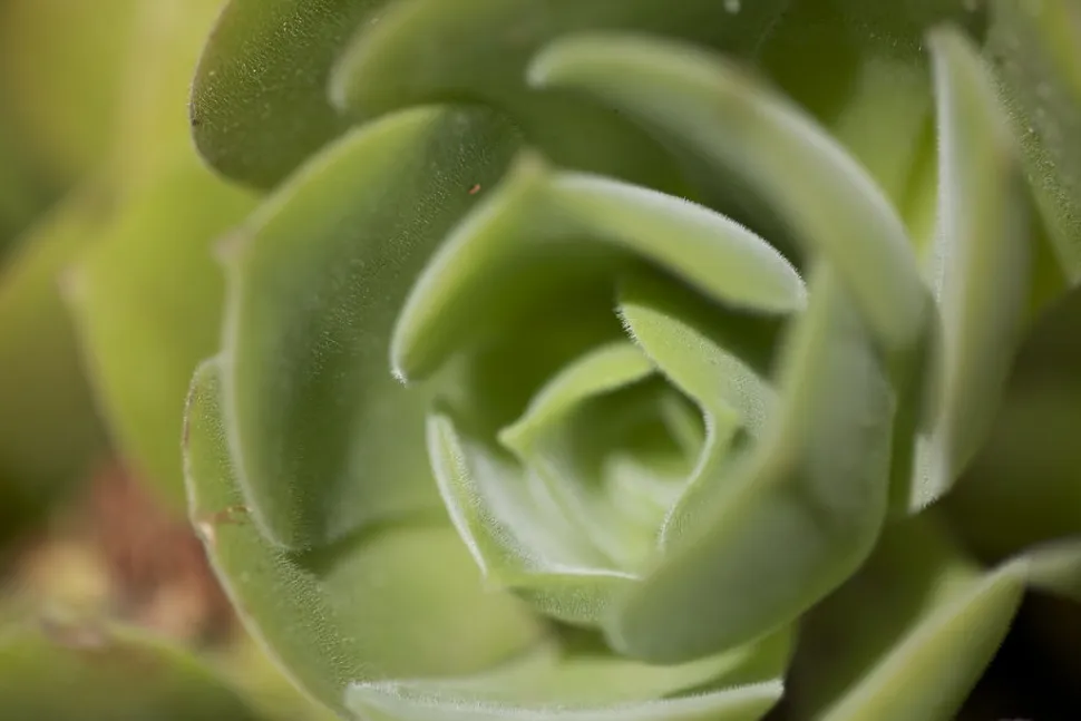 Roseta de folhas Aeonium canariense virgineum