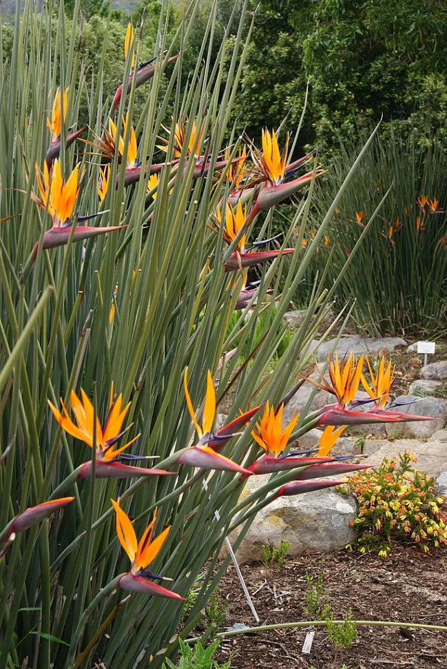 Flores de Strelitzia juncea (ave del paraíso) sin hojas