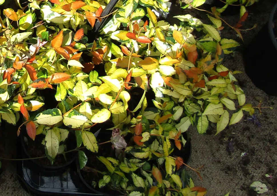 Falscher Jasmin buntes Laub Trachelospermum Ogon-Nishiki