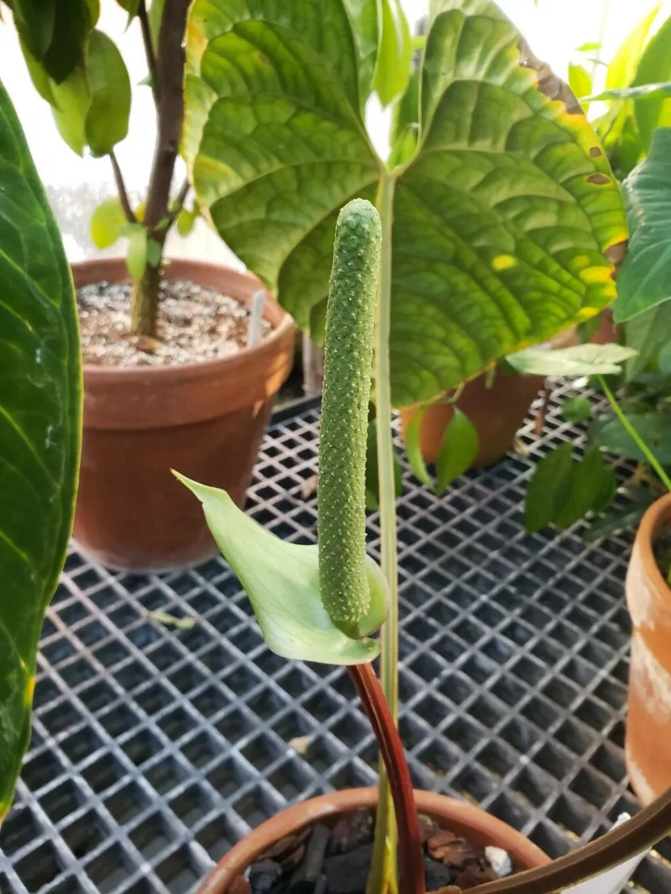 Blomst af Anthurium luxurians
