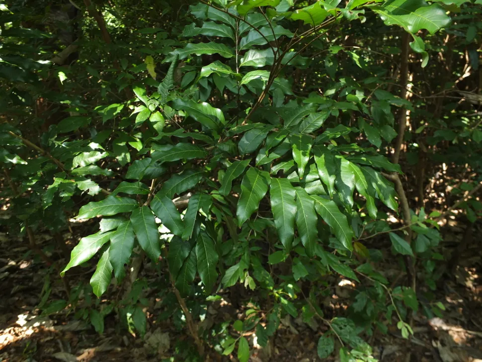 Dimocarpus longan fogliame verde