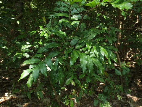 Dimocarpus longan grønt løv