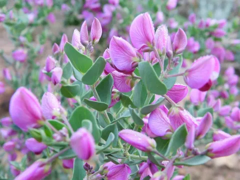 Fleurs violettes Polygala fruticosa
