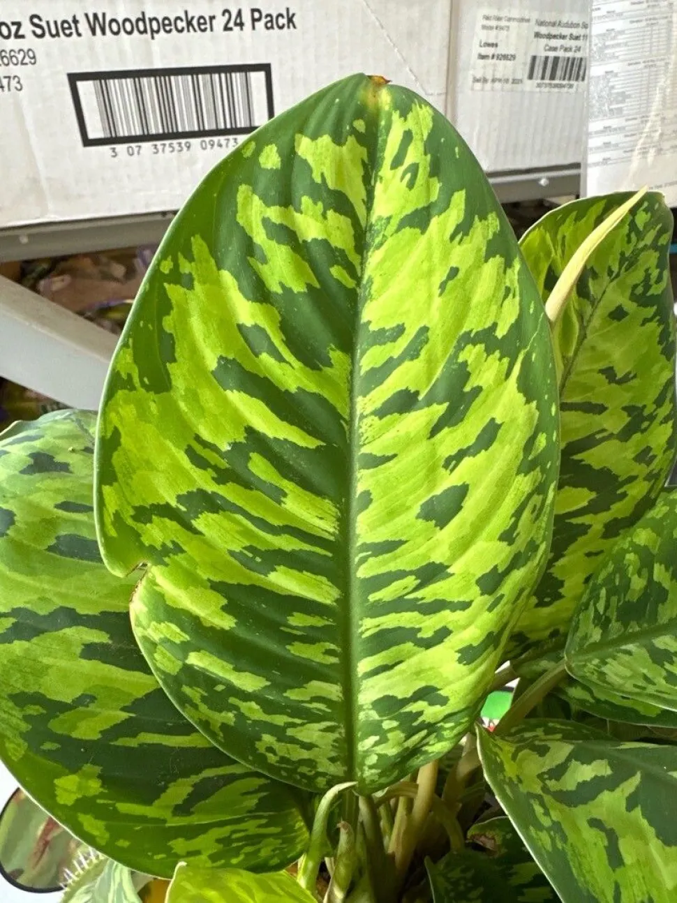 Homalomena Camouflage fogliame variegato