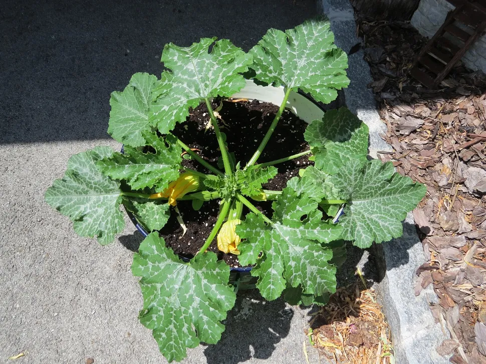 Courgette in een pot