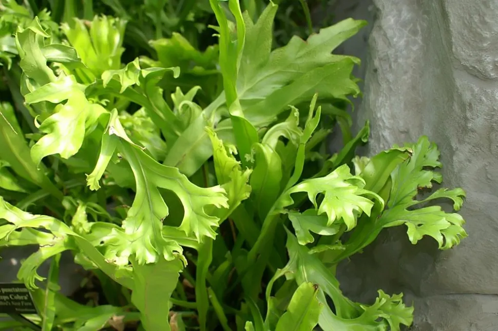 Multifurcated fronds Microsorum bregne