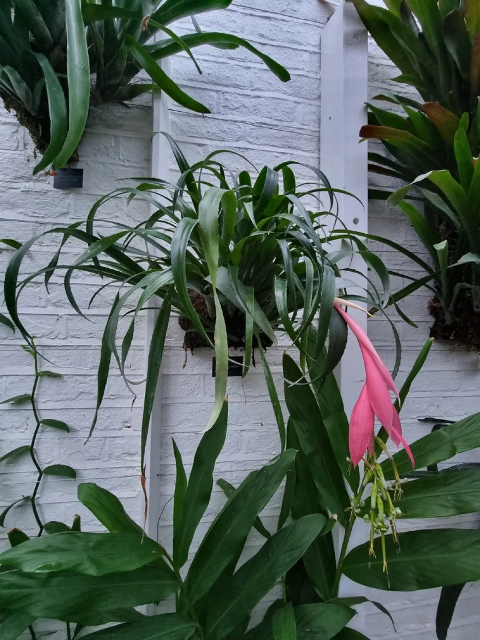 Billbergia nutans in suspensie