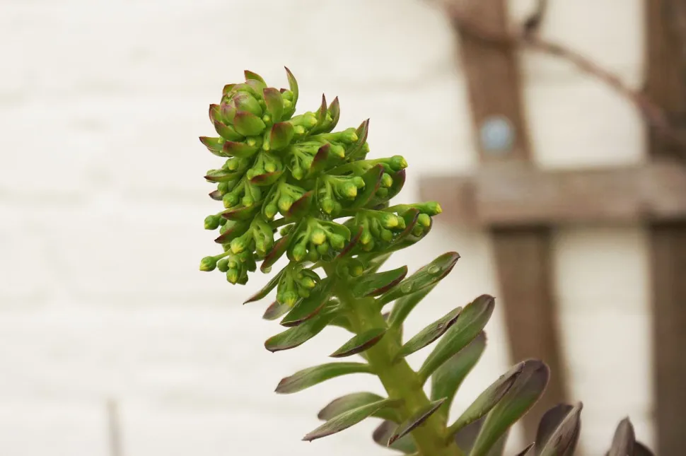 Bloemen van Aeonium atropurpureum