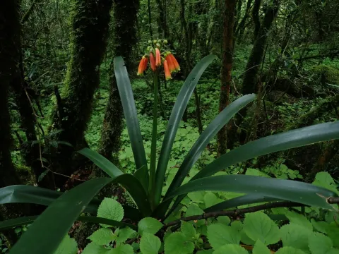 Clivia caulescens en pleine terre