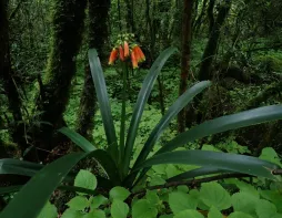 Clivia caulescens nel terreno