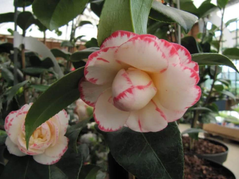 Fiori doppi camelia 'Amragaret Davis