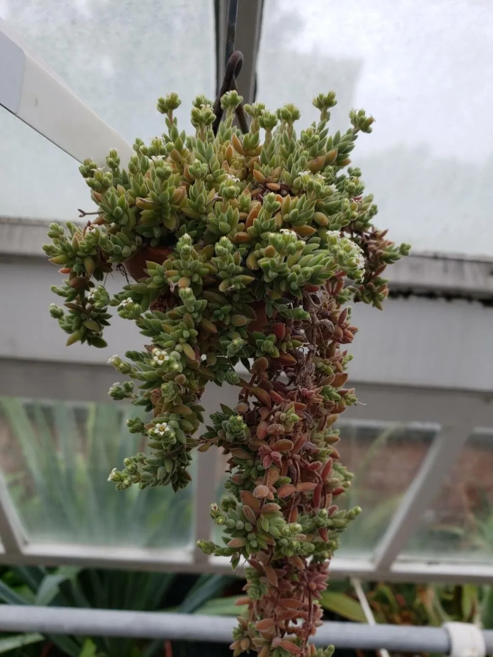 Crassula lanuginosa en maceta