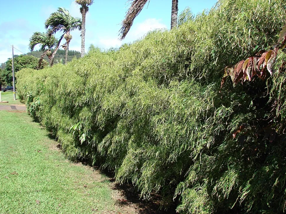Arbusto Polyscias filicifolia
