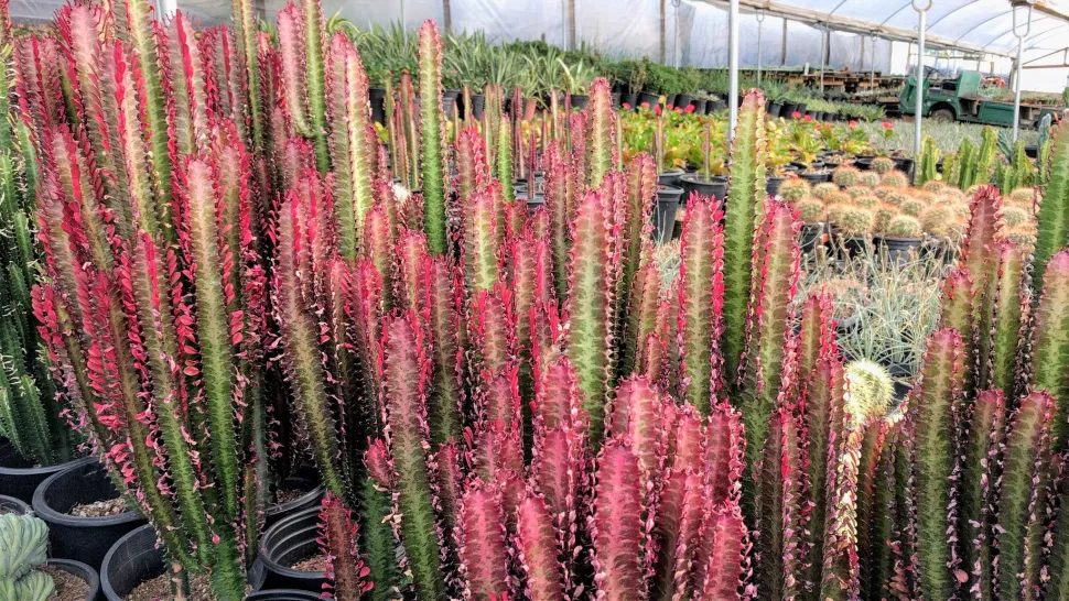 Euphorbia trigona 'Rubra' von der Sonne gerötet