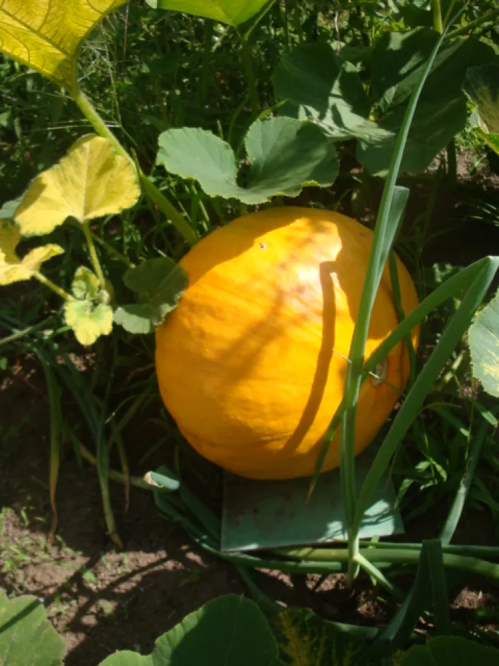 Yellow pumpkin Cucurbita maxima
