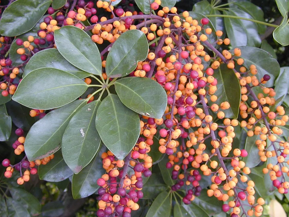 Achtblättriges Blatt und Blüten von Schefflera arboricola
