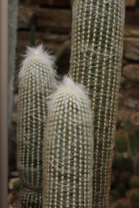 Cactus lanoso Espostoa lanata