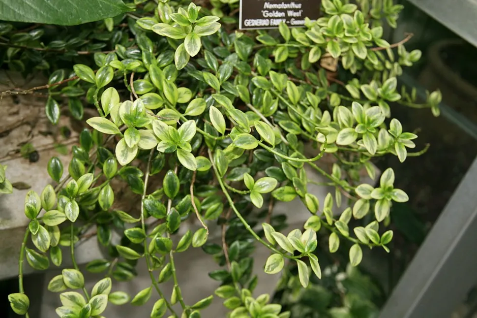 Nematanthus 'Golden West' guldfiskeplante med spraglet løv