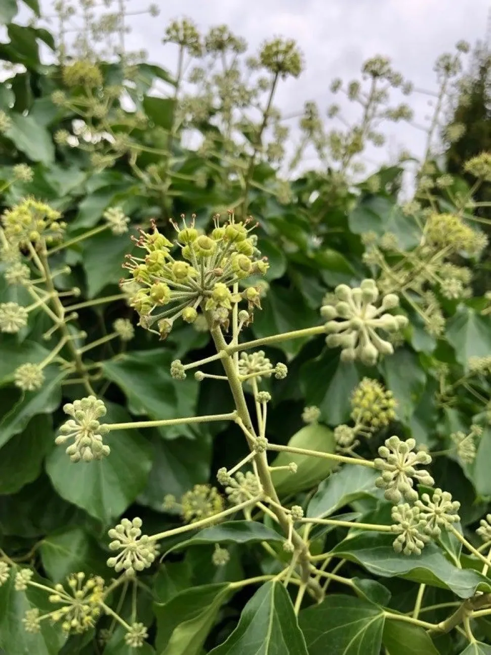 Hedera 'Arborescens' i blomst