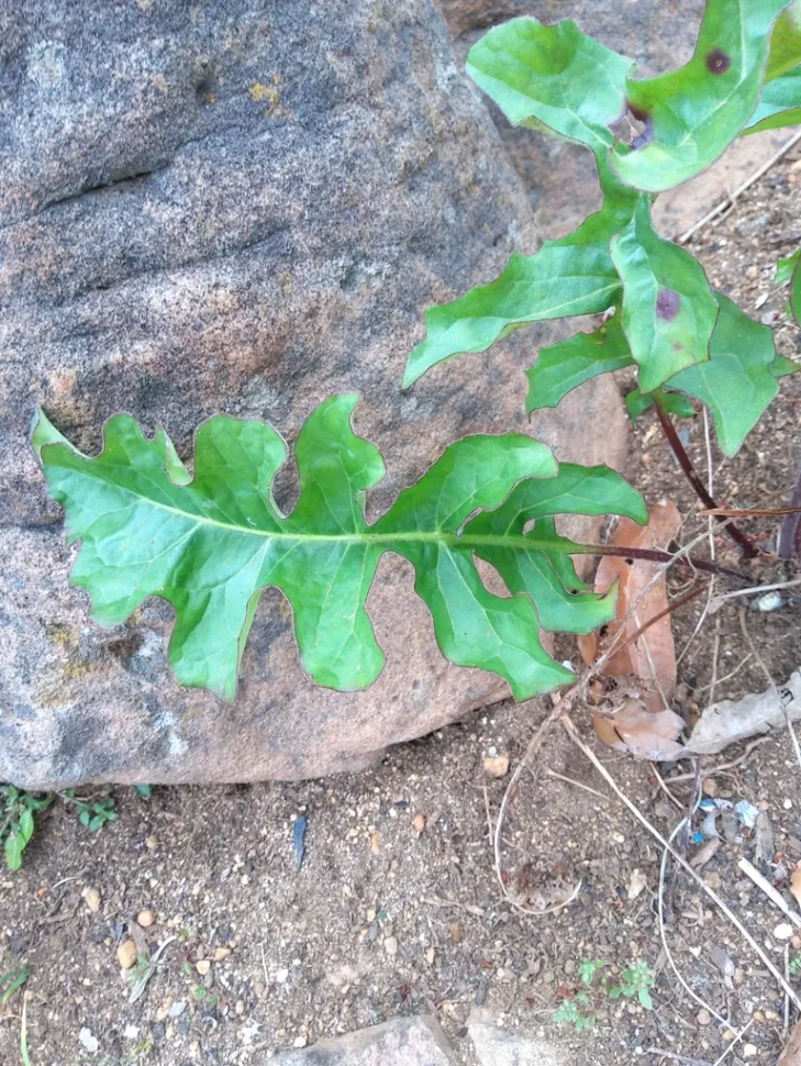 Feuillage Gernera jamesonii