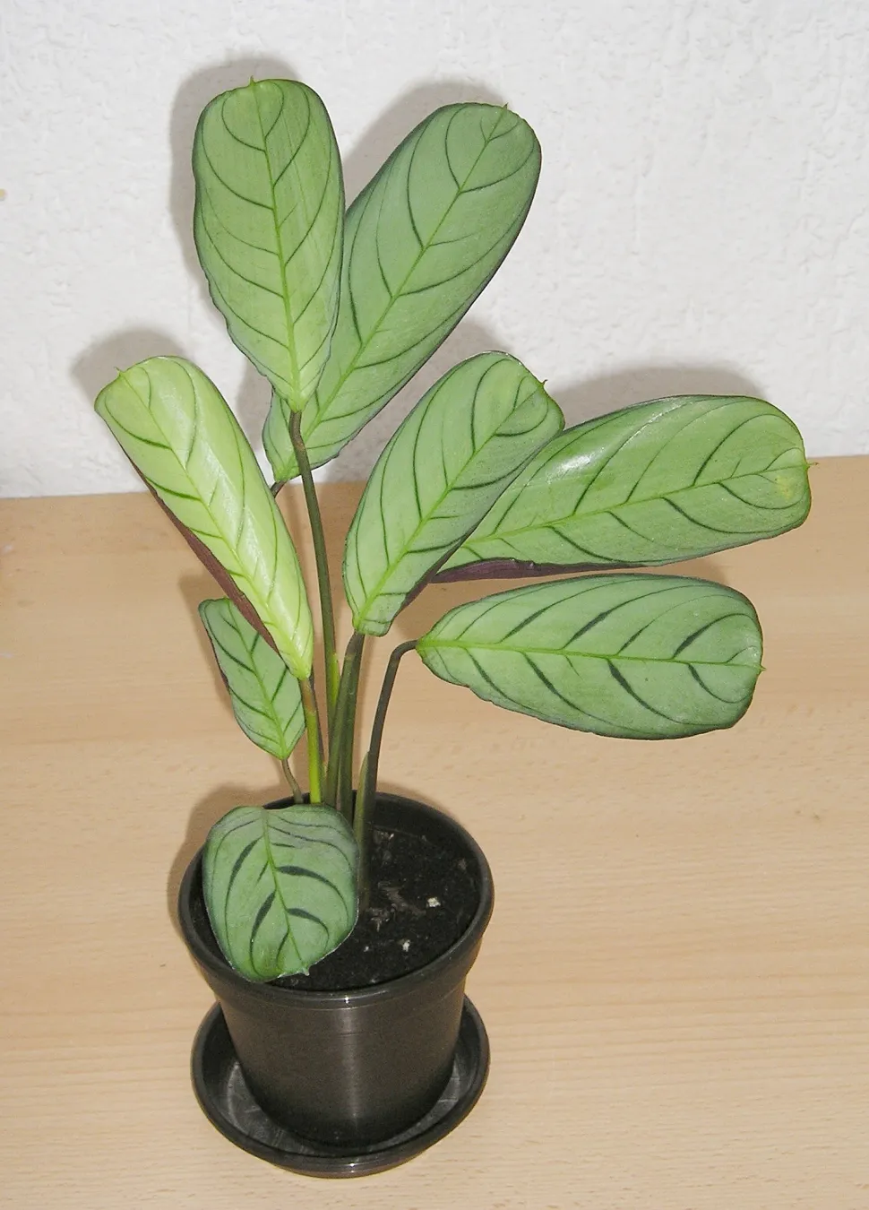 Planta tropical Ctenanthe setosa en maceta