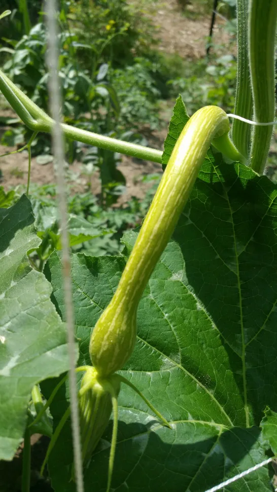 Courgette coureuse allongée