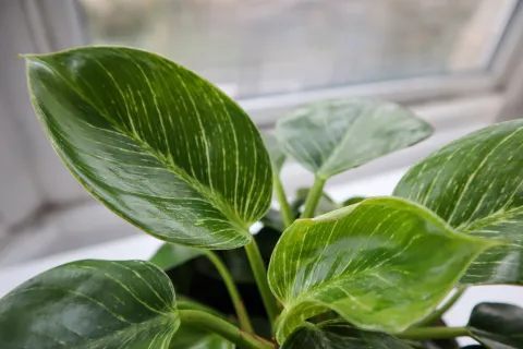 Philodendron green and white leaves Birkin