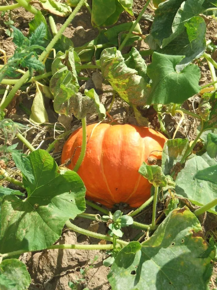Orange græskar Cucurbita maxima