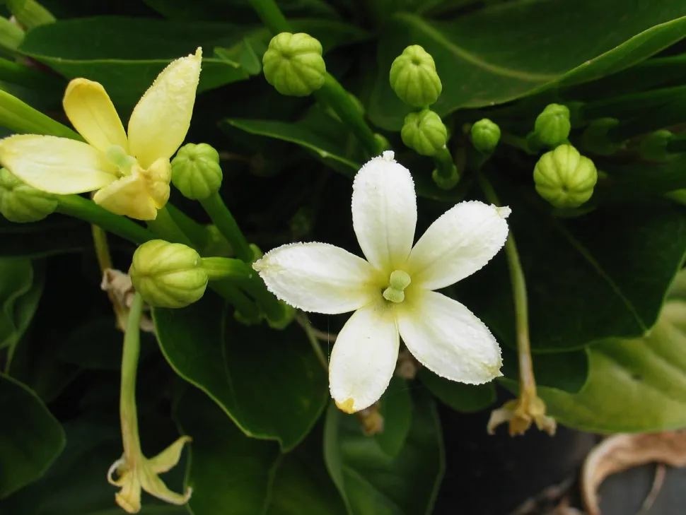 Brighamia insignis bloemen