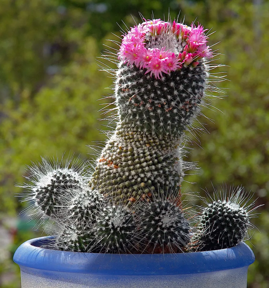 Mammillaria Spinosissima 'Irlandese' In Vaso 2,5 Pollici – Pianta Grassa Viva