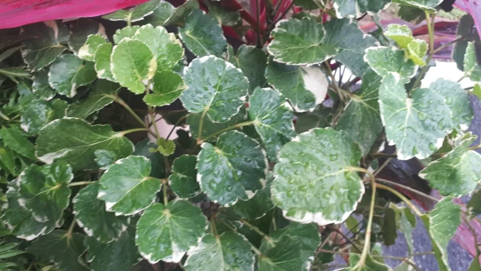 Panik Polyscias balfouriana marginata