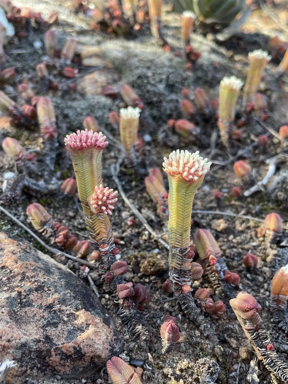 Crassula pyramidalis in bloei
