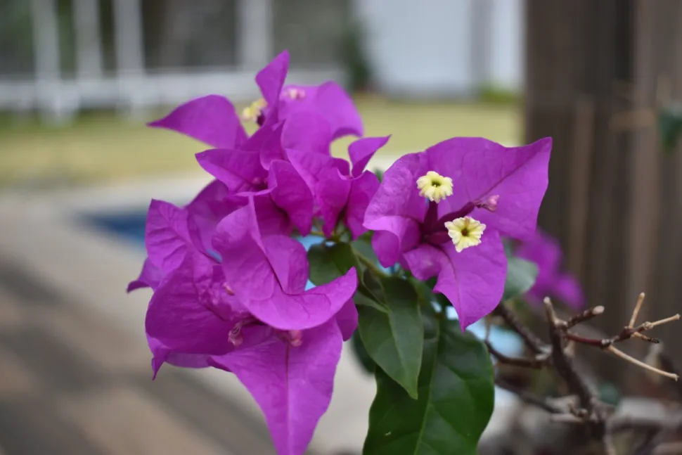 Violette und weiße Blüten Bougainvillea Violet de Mèze