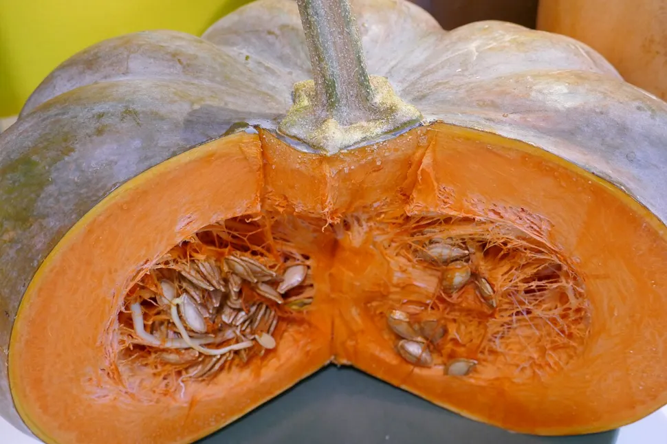Calabaza de pulpa naranja Cucurbita maxima