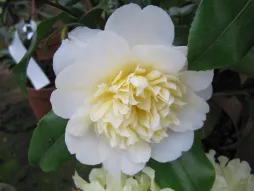 White and yellow Camellia 'Brushfield's Yellow