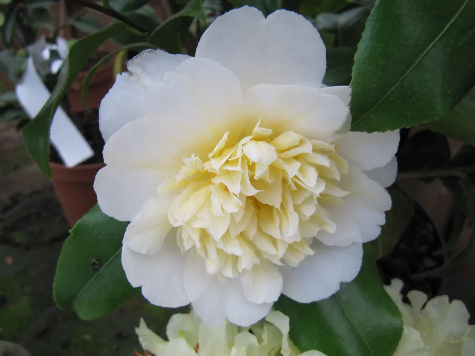 Wit met gele Camellia 'Brushfield's Yellow