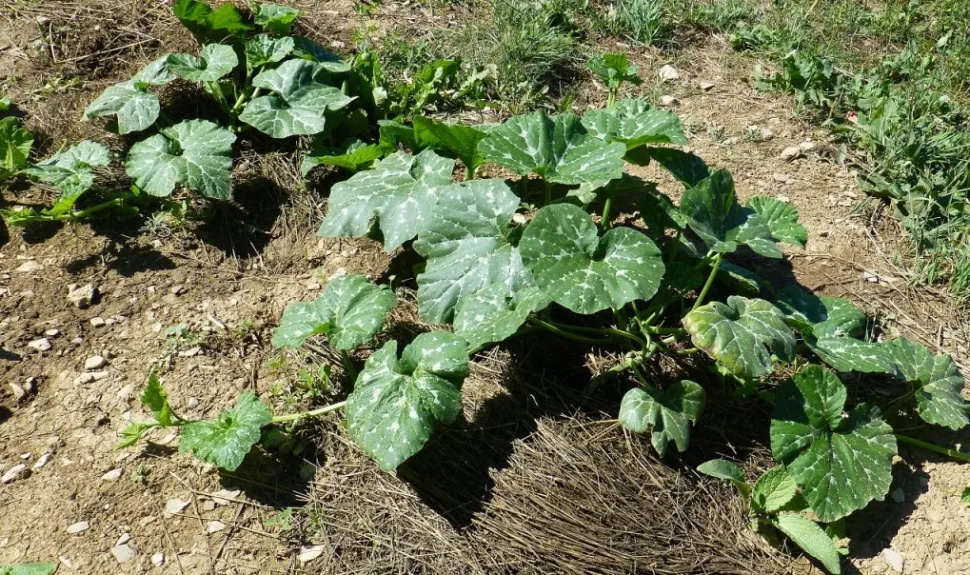 Courgetteplant in de grond