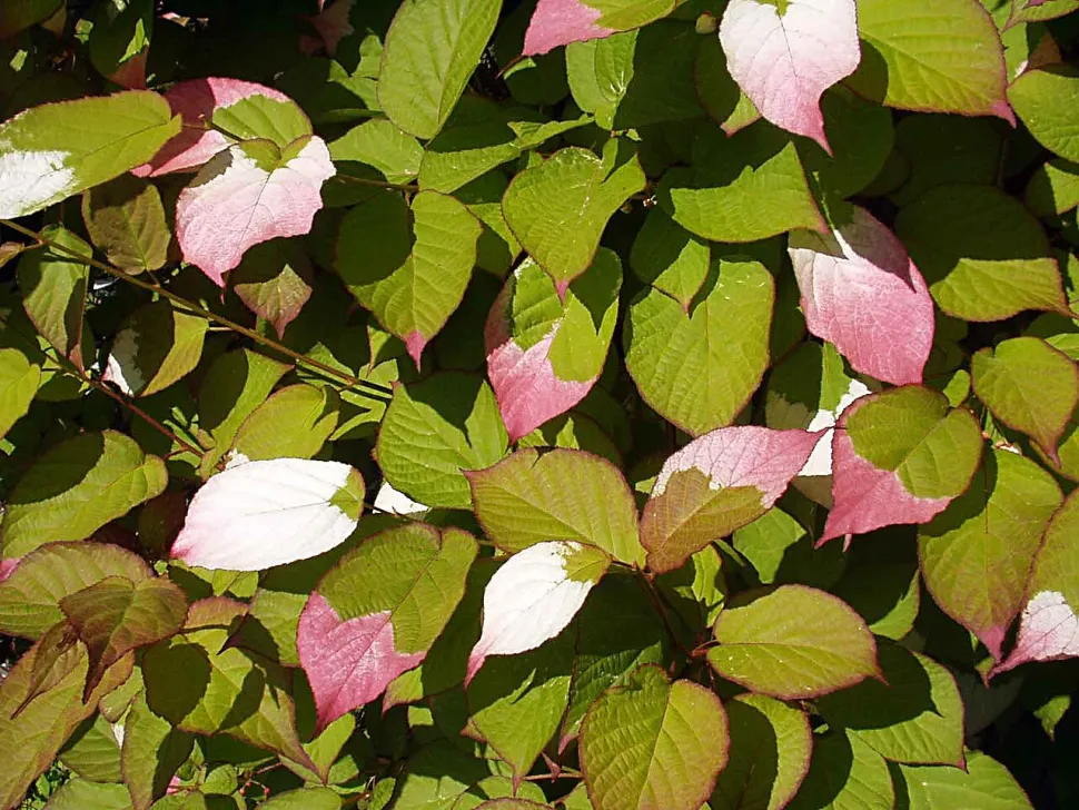 Follaje verde, rosa, blanco y kiwi. Actinidia kolomikta